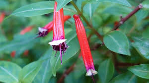 Image result for Cuphea ignea