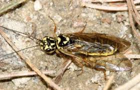 Attēlu rezultāti vaicājumam “Pamphiliidae”