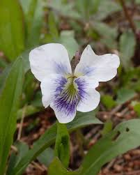 Attēlu rezultāti vaicājumam “Viola sororia flower”