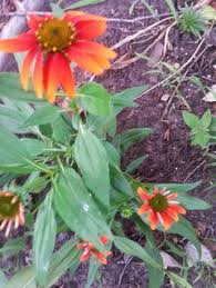 Image result for Echinacea Lustre hybrids