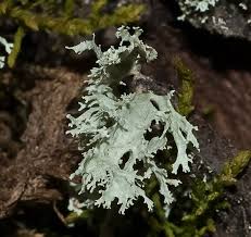 Attēlu rezultāti vaicājumam “Ramalina pollinaria”