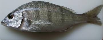 Image result for Lithognathus lithognathus