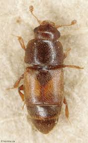 Attēlu rezultāti vaicājumam “Nitidulidae”