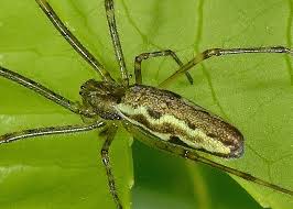 Attēlu rezultāti vaicājumam “Tetragnatha montana”