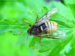 Attēlu rezultāti vaicājumam “Cimbex luteus”