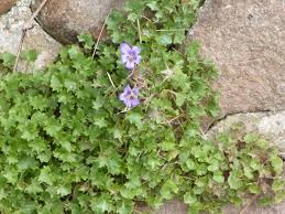 Image result for Campanula affinis