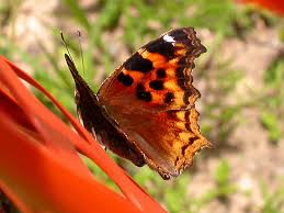 Image result for Small Tortoiseshell