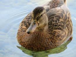 Attēlu rezultāti vaicājumam “Anas platyrhynchos female”