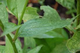 Attēlu rezultāti vaicājumam “Echinacea purpurea leaf”