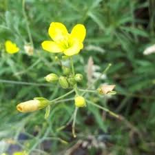 Image result for Diplotaxis tenuifolia