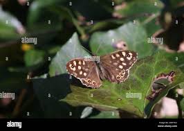 Attēlu rezultāti vaicājumam “Pararge aegeria upperside”