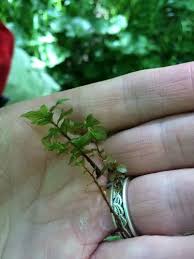 Attēlu rezultāti vaicājumam “Rhizomnium punctatum”