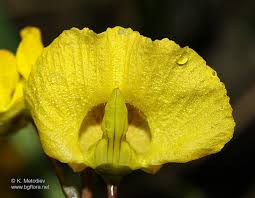 Attēlu rezultāti vaicājumam “Utricularia vulgaris flower”
