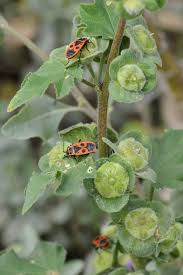 Attēlu rezultāti vaicājumam “Pyrrhocoris apterus imago”