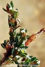 Attēlu rezultāti vaicājumam “Polygonum arenastrum flower”