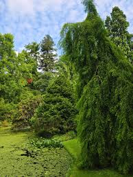 Image result for Arboretum Trompenburg