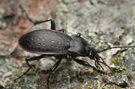 Attēlu rezultāti vaicājumam “Carabus hortensis”