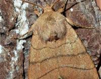 Attēlu rezultāti vaicājumam “Charanyca trigrammica”