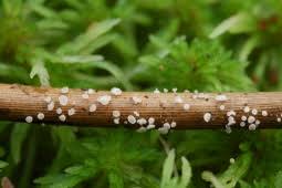 Attēlu rezultāti vaicājumam “Lachnum corticale”