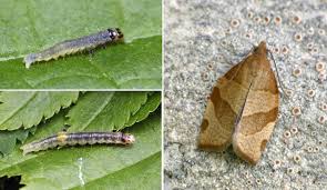 Attēlu rezultāti vaicājumam “Pandemis cerasana”