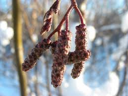 Attēlu rezultāti vaicājumam “Alnus incana fruit”