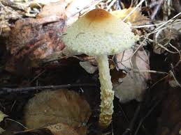 Attēlu rezultāti vaicājumam “Lepiota clypeolaria”