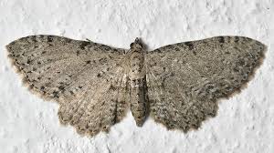 Attēlu rezultāti vaicājumam “Anticollix sparsata”