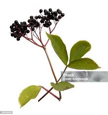 Attēlu rezultāti vaicājumam “Actaea spicata fruit”