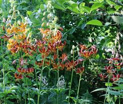 Image result for Lilium martagon `Arabian Night`