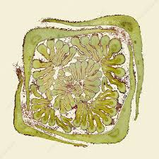 Attēlu rezultāti vaicājumam “Fraxinus excelsior leaf”