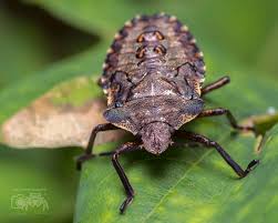 Attēlu rezultāti vaicājumam “Palomena prasina nymph”