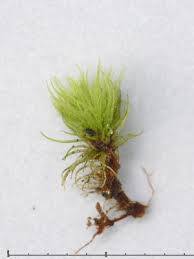 Attēlu rezultāti vaicājumam “Dicranum flagellare”