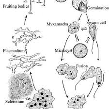 Attēlu rezultāti vaicājumam “Badhamia melanospora spores”