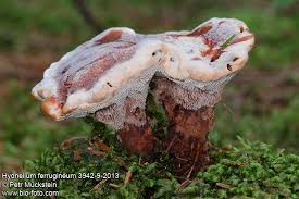 Attēlu rezultāti vaicājumam “Hydnellum ferrugineum”