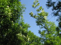 Attēlu rezultāti vaicājumam “Dactylis glomerata subsp. glomerata”