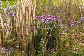 Attēlu rezultāti vaicājumam “Calamagrostis purpurea flower”