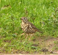 Attēlu rezultāti vaicājumam “Turdus viscivorus”