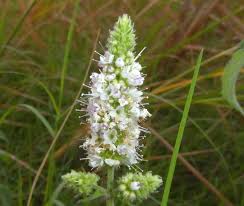 Attēlu rezultāti vaicājumam “Mentha spicata flower”