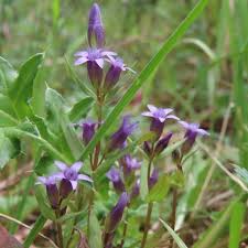 Attēlu rezultāti vaicājumam “Gentianella amarella”