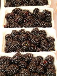 Image result for Rubus sectio