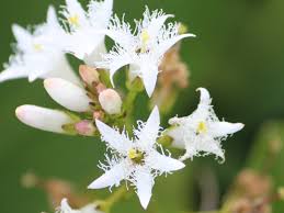 Attēlu rezultāti vaicājumam “Menyanthes trifoliata flower”