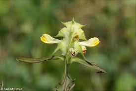 Attēlu rezultāti vaicājumam “Melampyrum cristatum”