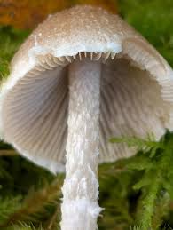 Attēlu rezultāti vaicājumam “Psathyrella sp.”