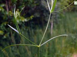 Attēlu rezultāti vaicājumam “Stellaria palustris leaf”