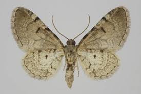 Attēlu rezultāti vaicājumam “Eupithecia venosata”