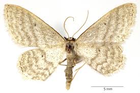 Attēlu rezultāti vaicājumam “Idaea sylvestraria”