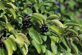 Attēlu rezultāti vaicājumam “Rhamnus cathartica fruit”