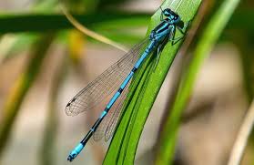 Attēlu rezultāti vaicājumam “Coenagrion puella”