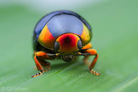 Attēlu rezultāti vaicājumam “Lamproderma violaceum macro”