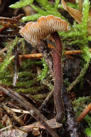 Attēlu rezultāti vaicājumam “Auriscalpium vulgare”